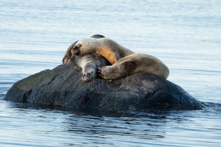 Téléchargez les photos : Loups de mer couchant ensemble sur un rocher - en image libre de droit
