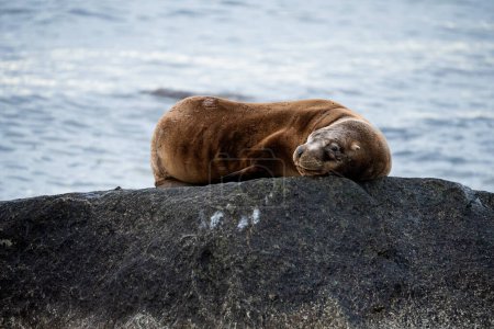 Téléchargez les photos : Loup de mer dormant sur une tête de rocher - en image libre de droit