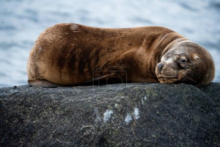 Téléchargez les photos : Loup de mer dormant sur un rocher gros plan - en image libre de droit