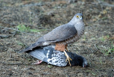 Photo for Bicolored hawk hunting a eating a pigeon - Royalty Free Image