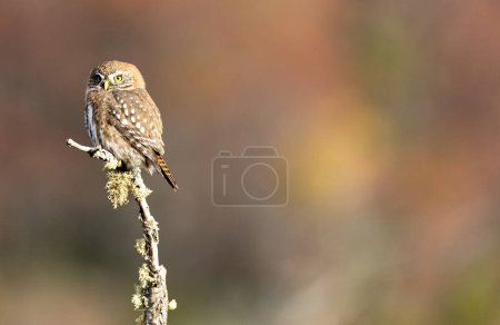 Photo for Austral pigmy owl perched on a tree - Royalty Free Image