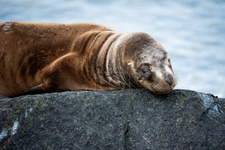 Téléchargez les photos : Loup de mer dormir sur un rocher mignon visage - en image libre de droit