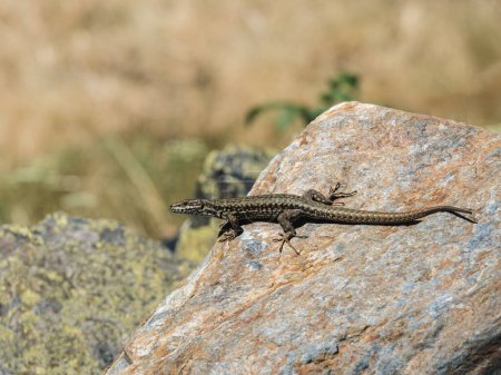 Close-up of a lizard basking in the sun on a large rock with a blurred natural background