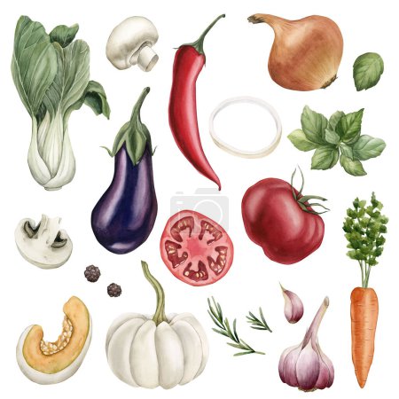 Photo for Set of vegetables: eggplant, Bok Choy, mushrooms, tomato, pepper, onion, basil, pumpkin, carrot, garlic, rosemary. Watercolor illustration hand painted isolated on white background. - Royalty Free Image