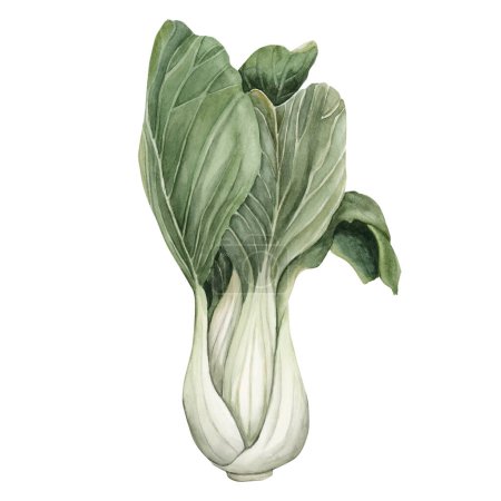 Téléchargez les photos : Bok Choy, légumes verts frais, chou chinois, salade. Aquarelle illustration peinte à la main isolée sur fond blanc. - en image libre de droit