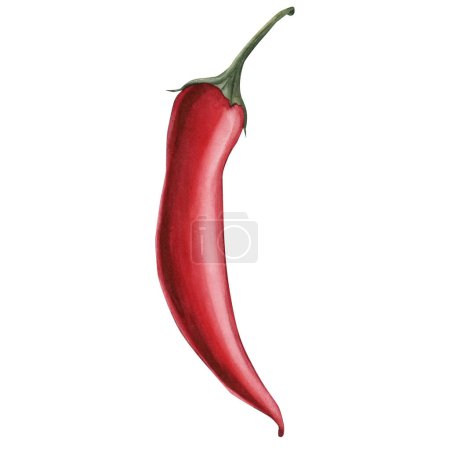 Photo for Pepper, red vegetable. Watercolor illustration hand painted isolated on white background. - Royalty Free Image