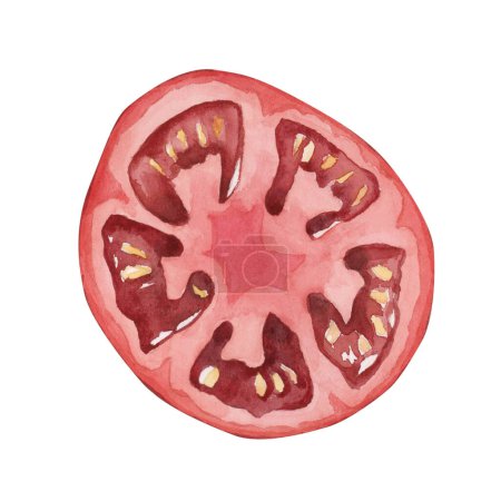 Foto de Rebanada de tomate, verdura roja. Acuarela ilustración pintada a mano aislada sobre fondo blanco. - Imagen libre de derechos