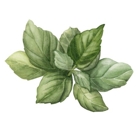 Foto de Hojas de albahaca, verdura fresca, ensalada. Acuarela ilustración pintada a mano aislada sobre fondo blanco. - Imagen libre de derechos