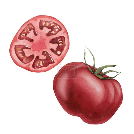 Foto de Tomate con rodaja, verdura roja. Acuarela ilustración pintada a mano aislada sobre fondo blanco. - Imagen libre de derechos