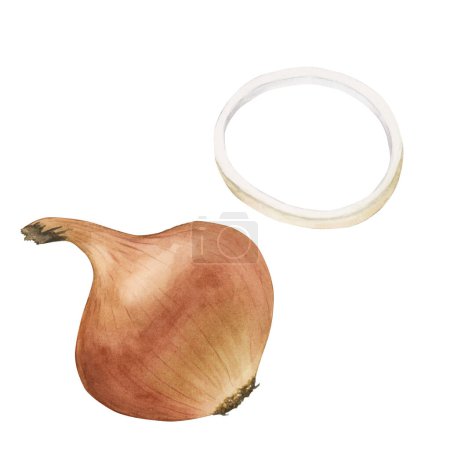 Foto de Cebolla madura con anillo de cebolla, vegetal. Acuarela ilustración pintada a mano aislada sobre fondo blanco. - Imagen libre de derechos