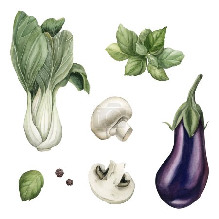 Téléchargez les photos : Ensemble de légumes frais : aubergine, Bok Choy, champignons, basilic. Aquarelle illustration peinte à la main isolée sur fond blanc pour la conception, bannière, affiche, carte, emballage, papier peint, tissu, textile - en image libre de droit