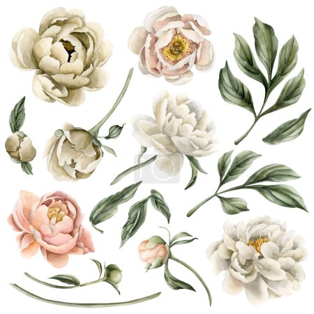 Photo for Set of peony flowers, buds and leaves. Floral watercolor illustration hand painted isolated on white background. Perfect for wedding invitations, greeting cards, posters, wallpapers, wrappers, fabrics, floristics and web design. - Royalty Free Image