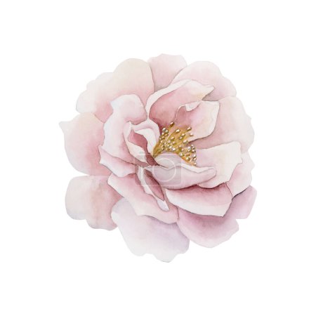 Photo for Pink rose hip flower. Floral watercolor illustration hand painted isolated on white background. Perfect for invitations, greeting cards, posters, labels, wallpapers, wrappers, fabrics, textile, backgrounds and web design. - Royalty Free Image