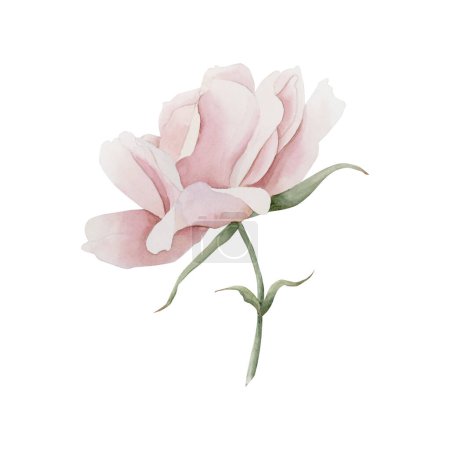 Photo for Pink rose hip flower on stem. Floral watercolor illustration hand painted isolated on white background. Perfect for invitations, greeting cards, posters, labels, wallpapers, wrappers, fabrics, textile, backgrounds and web design. - Royalty Free Image