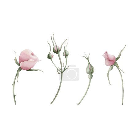 Photo for Set of pink rose hip flowers on stem and buds. Floral watercolor illustration hand painted isolated on white background. Perfect for invitations, greeting cards, posters, labels, wallpapers, wrappers, fabrics, textile, backgrounds and web design. - Royalty Free Image