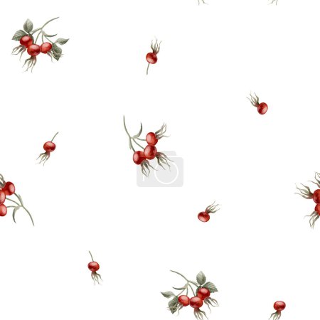 Téléchargez les photos : Rose hip baies rouges, aquarelle motif floral minimaliste sans couture sur fond blanc. À utiliser dans la conception, tissu, textile, scrapbooking, papier peint, pappeur d'emballage, boîtes-cadeaux, cartes de souhaits, fond - en image libre de droit