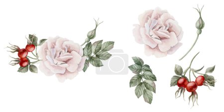 Photo for Composition of pink rose hip flower with buds, leaves and red berries with isolates. Floral watercolor illustration hand painted isolated on white background. Perfect for invitation, cards, posters, labels, wallpapers, wrappers, fabrics, textile - Royalty Free Image
