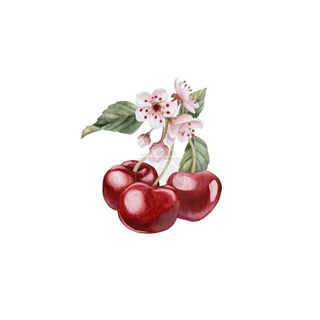 Cherry berries with flowers and leaves, watercolor isolated illustration. Composition with spring blossom for table textile, porcelain tableware and delicious prints. Berry fruits for summer fabrics, wrapping paper and food packages