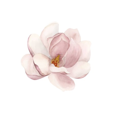 Téléchargez les photos : Magnolia rose clair en fleur. Illustration aquarelle florale peinte à la main isolée sur fond blanc. Floraison printanière pour impression, étiquette ou emballage cosmétique. Excellent dans le décor à la maison. - en image libre de droit
