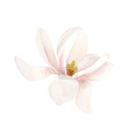 Foto de Flor de magnolia rosa claro en flor. Acuarela floral ilustración pintada a mano aislada sobre fondo blanco. Flor de primavera para imprimir, etiquetar o empaquetar cosméticos. Excelente en la decoración del hogar. - Imagen libre de derechos