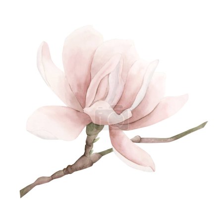 Téléchargez les photos : Brindille magnolia rose clair avec fleur. Illustration aquarelle florale peinte à la main isolée sur fond blanc. Floraison printanière pour impression, étiquette ou emballage cosmétique. Excellent dans le décor à la maison. - en image libre de droit