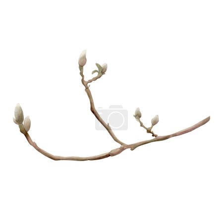 Sprig of magnolia. Spring branch with buds. Floral watercolor illustration hand painted isolated on white background for print, label or cosmetic packaging. Excellent in home decor.