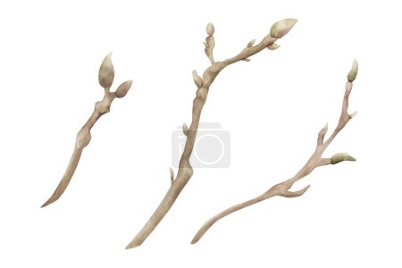 Téléchargez les photos : Des brins de magnolia. Branches printanières avec bourgeons. Illustration aquarelle florale peinte à la main isolée sur fond blanc pour impression, étiquette ou emballage cosmétique. Excellent dans le décor à la maison. - en image libre de droit