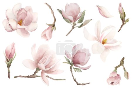 Téléchargez les photos : Ensemble de fleurs, brindilles et feuilles de magnolia rose clair. Illustration aquarelle florale peinte à la main isolée sur fond blanc. Floraison printanière pour impression, étiquette ou emballage cosmétique. Excellent dans le décor à la maison. - en image libre de droit