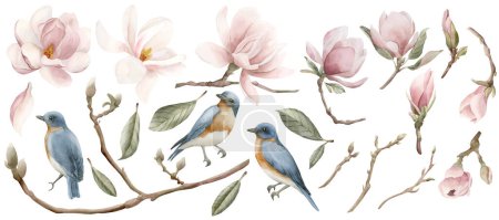 Téléchargez les photos : Ensemble de fleurs de magnolia rose clair et d'oiseaux bleus à poitrine rouge. Illustration aquarelle florale peinte à la main isolée sur fond blanc. Floraison printanière pour impression, étiquette ou emballage cosmétique. Excellent dans le décor à la maison. - en image libre de droit