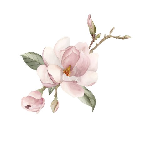Téléchargez les photos : Composition de fleur de magnolia rose clair, bourgeons, brindilles et feuilles. Illustration aquarelle florale peinte à la main isolée sur fond blanc. Floraison printanière pour impression, étiquette ou emballage cosmétique. Excellent dans le décor à la maison. - en image libre de droit