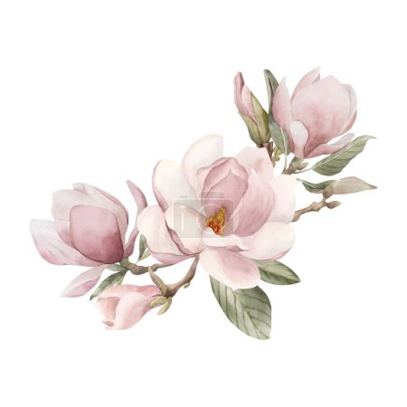 Téléchargez les photos : Composition de fleurs, bourgeons, branches et feuilles de magnolia rose clair. Illustration aquarelle florale peinte à la main isolée sur fond blanc. Floraison printanière pour impression, étiquette ou emballage cosmétique. Excellent dans le décor à la maison. - en image libre de droit