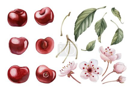 Photo for Cherry berries with pink flowers and leaves. Set of watercolor isolated illustrations for table textile, porcelain tableware and delicious prints. Berry fruits for summer fabrics, wrapping paper and food packages - Royalty Free Image