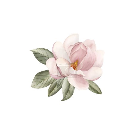 Téléchargez les photos : Composition de fleur de magnolia rose clair avec des feuilles. Illustration aquarelle florale peinte à la main isolée sur fond blanc. Floraison printanière pour impression, étiquette ou emballage cosmétique. Excellent dans le décor à la maison. - en image libre de droit
