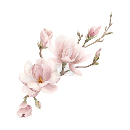 Téléchargez les photos : Composition de fleurs de magnolia rose clair, bourgeons et brins. Illustration aquarelle florale peinte à la main isolée sur fond blanc. Floraison printanière pour impression, étiquette ou emballage cosmétique. Excellent dans le décor à la maison. - en image libre de droit