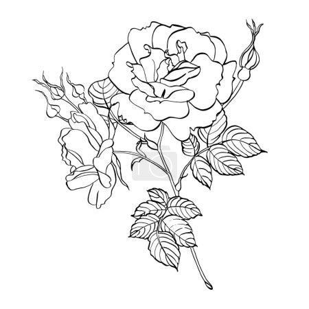 Téléchargez les photos : Fleur de rose sauvage aux feuilles. Illustration florale vectorielle dessinée à la main de la hanche rose fleurie dans le style line art. Esquisse en noir et blanc sur fond isolé. Dessin de contour botanique pour logo ou impression - en image libre de droit