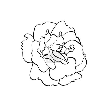 Wildrosenblume. Vector handgezeichnete florale Illustration der blühenden Hagebutte im Linienstil. Skizze in schwarz-weißen Farben auf isoliertem Hintergrund. Botanische Konturzeichnung für Logo oder Druck