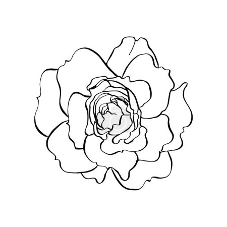 Wild rose flower. Vector hand drawn floral illustration of blooming rose hip in line art style. Sketch in black and white colors on isolated background. Botanical contour drawing for logo or print