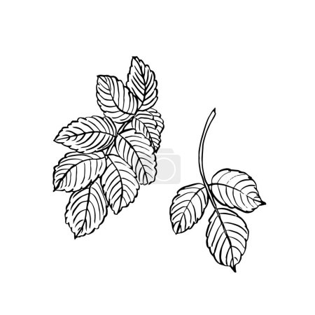 Wildrose Blätter. Vector handgezeichnete florale Illustration des Hagebuttenblattes im Linienstil. Skizze in schwarz-weißen Farben auf isoliertem Hintergrund. Botanische Konturzeichnung für Logo oder Druck