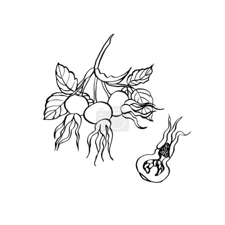 Hagebuttenbeeren mit Blättern. Vector handgezeichnete florale Illustration mit Hüften von Hundsrose in Linie Kunststil. Skizze in schwarz-weißen Farben auf isoliertem Hintergrund. Botanische Konturzeichnung für Logo oder Druck