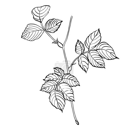 Branch of wild rose with leaves. Vector hand drawn floral illustration of rose hip leaf in line art style. Sketch in black and white colors on isolated background. Botanical contour drawing for logo or print