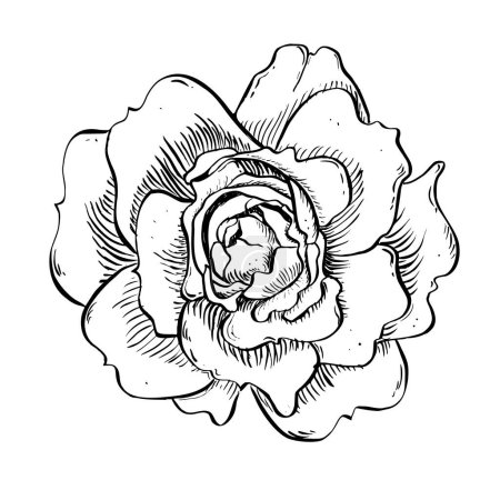 Illustration for Wild rose flower. Vector hand drawn floral illustration of blooming rose hip in outline style. Sketch in black and white colors on isolated background. Botanical contour drawing for logo or print - Royalty Free Image