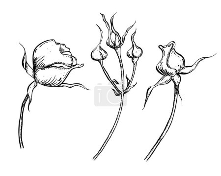 Rose hip flower buds with leaves. Vector hand drawn floral illustration with wild rose blossom in outline style. Sketch in black and white colors on isolated background. Botanical contour drawing for logo or print