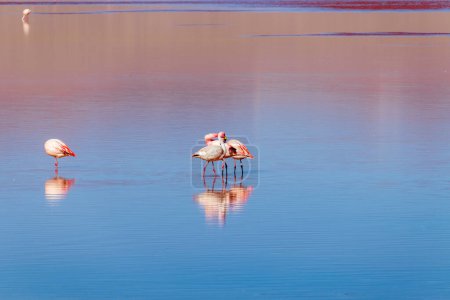 Flamingos in Laguna Colorada, Bolivia.