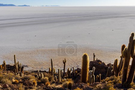 Cactus sur l'île d'Incahuasi, dans la région de Salar de Uyuni, Bolivie.