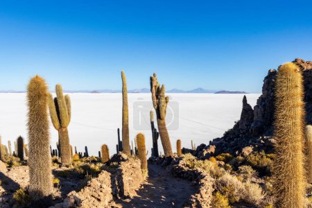 Cacti on Incahuasi island, in the Salar de Uyuni area, Bolivia.