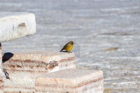 Puna Yellow-Finch bird species in Incahuasi, Salar de Uyuni, Bolivia.