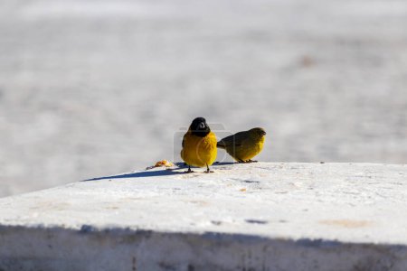 Bird species in Incahuasi, Salar de Uyuni, Bolivia.