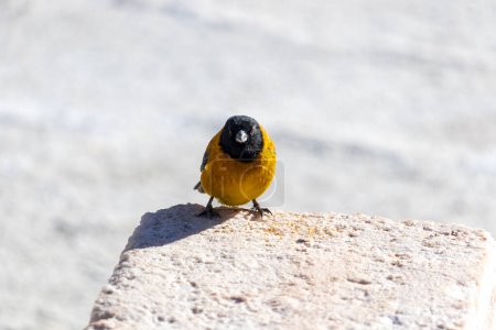 Black-hooded Sierra Finch bird species in Incahuasi, Salar de Uyuni, Bolivia.