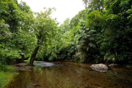 Foto de Un río no contaminado fluye entre el bosque - Imagen libre de derechos