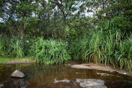 Foto de Tranquil río que fluye a través de exuberante bosque verde - Imagen libre de derechos
